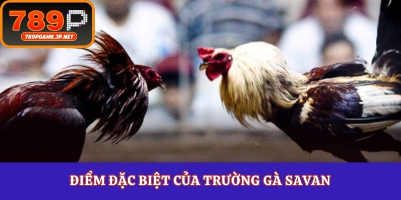 Điểm đặc biệt của trường gà Savan