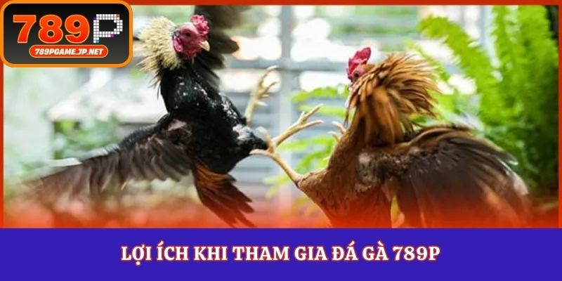 Lợi ích khi tham gia đá gà 789P